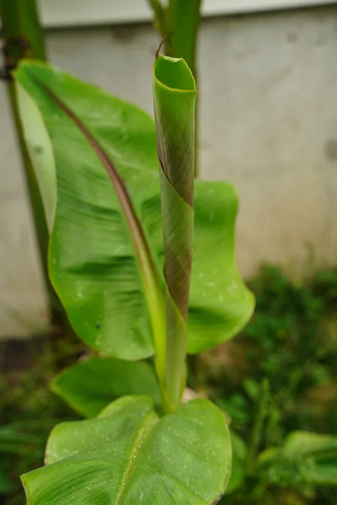 A small, young banana tree growing. There are several leaves unfurled and one inner leaf that is still tightly closed up. This leaf is green and purple. The background of other greenery is out of focus. 