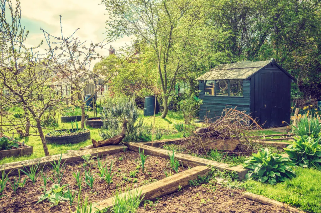 A lush and green yard filled with garden beds and fruit trees. A blue garden shed.