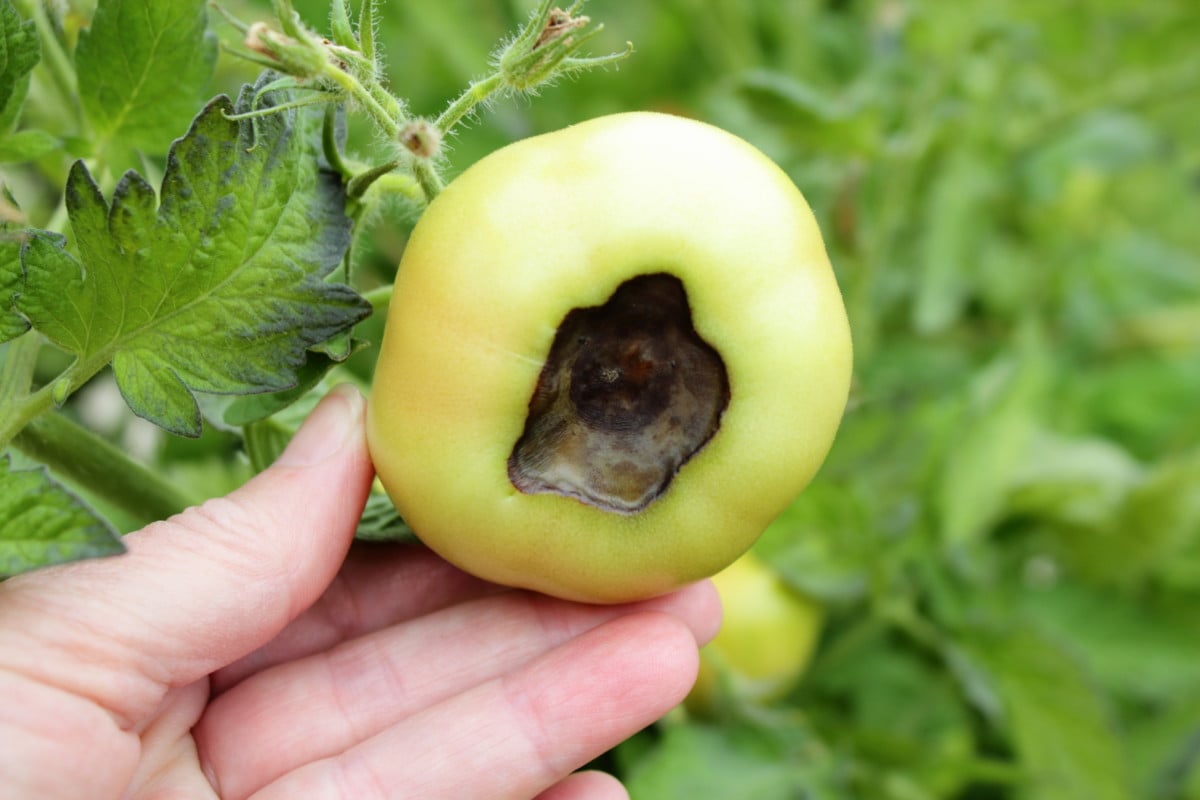 How to Deal with Blossom End Rot In Tomatoes, Zucchini & More