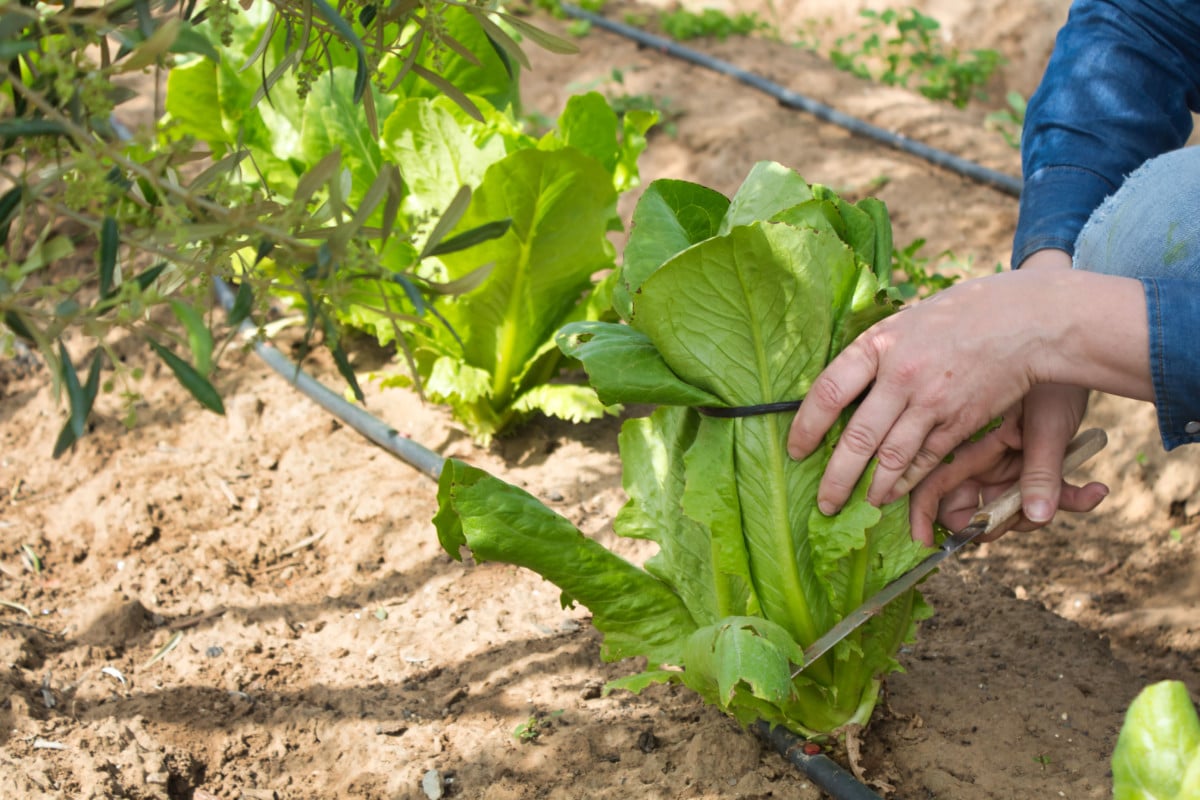How to Stop Your Herbs & Vegetables from Bolting