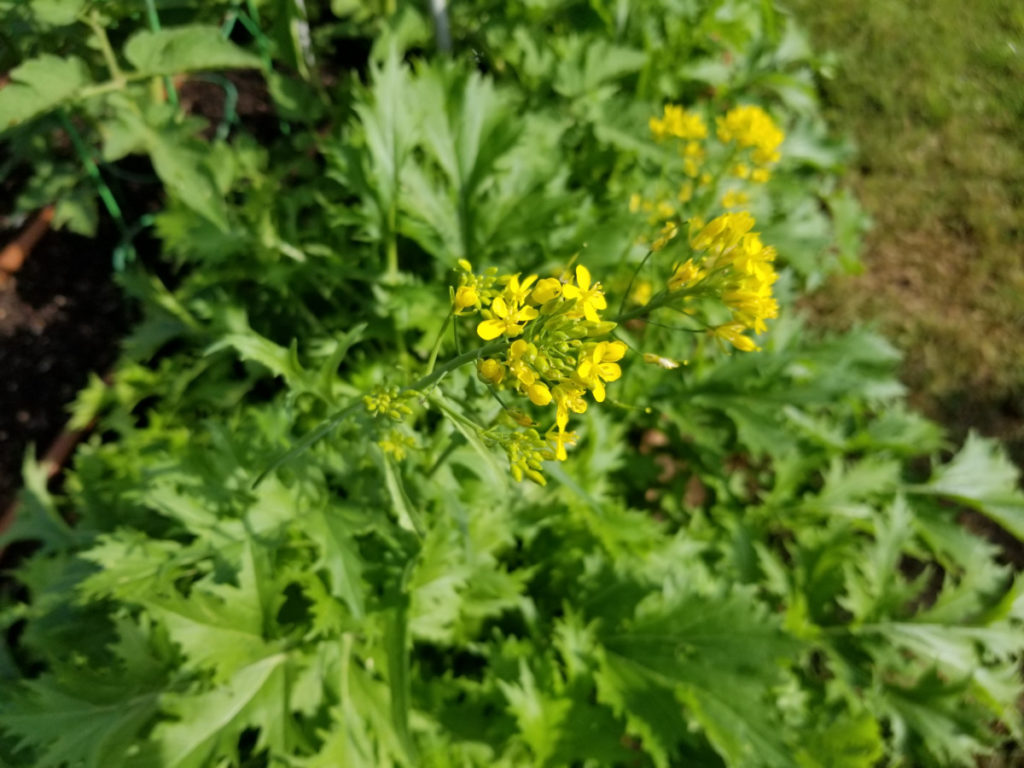 Kale that has bolted, yellow flowers tops. 