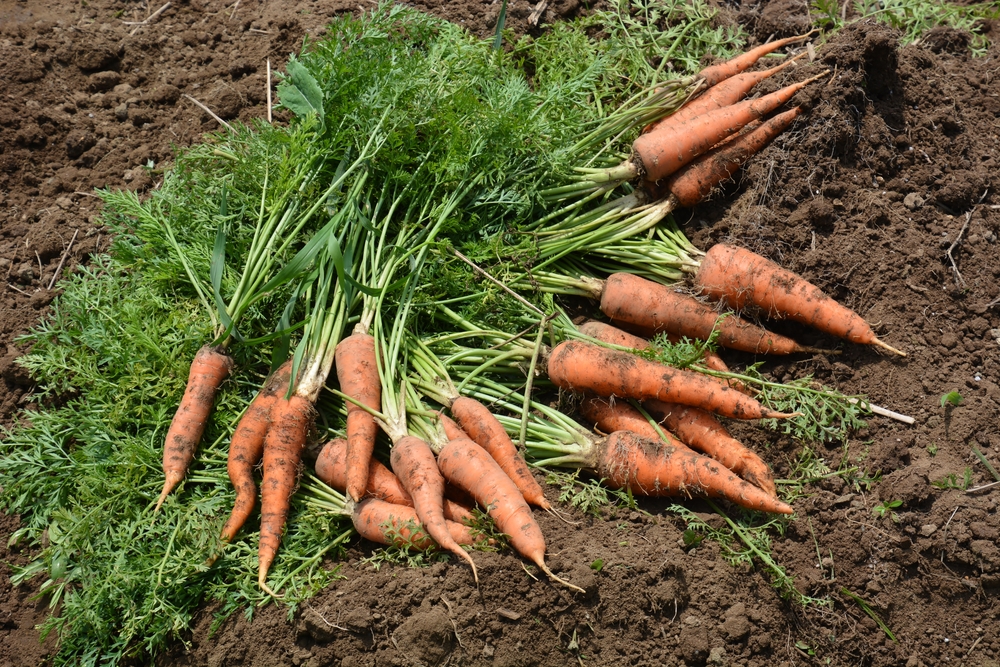 A pile of freshly harvested carrots laying in the the dirt. The carrots are dirty and have small roots growing off of them. 