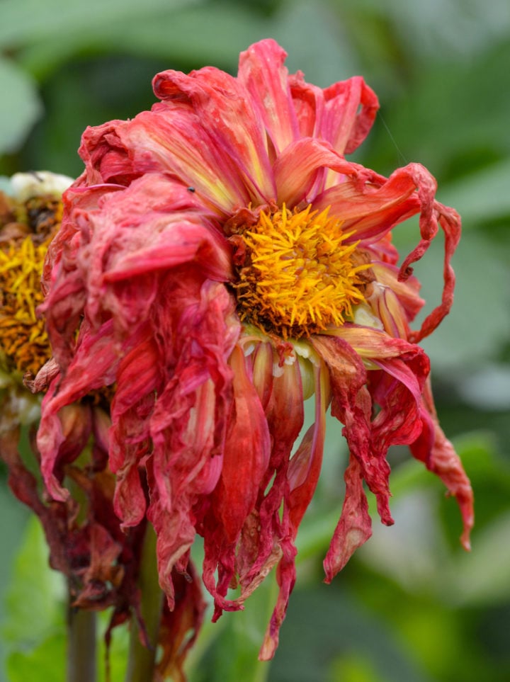 5 Hardest Flowers To Grow Are You Up For The Challenge?