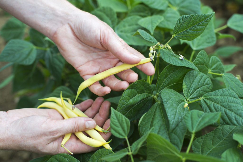 Two hands are shown next to bean plants. The right hand is holding several yellow string beans, while the let hand picks a bean from the plant.