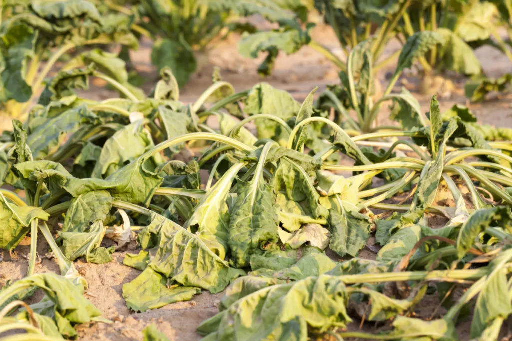 Frost damaged beet tops lay wilting in the sun in a dry field.