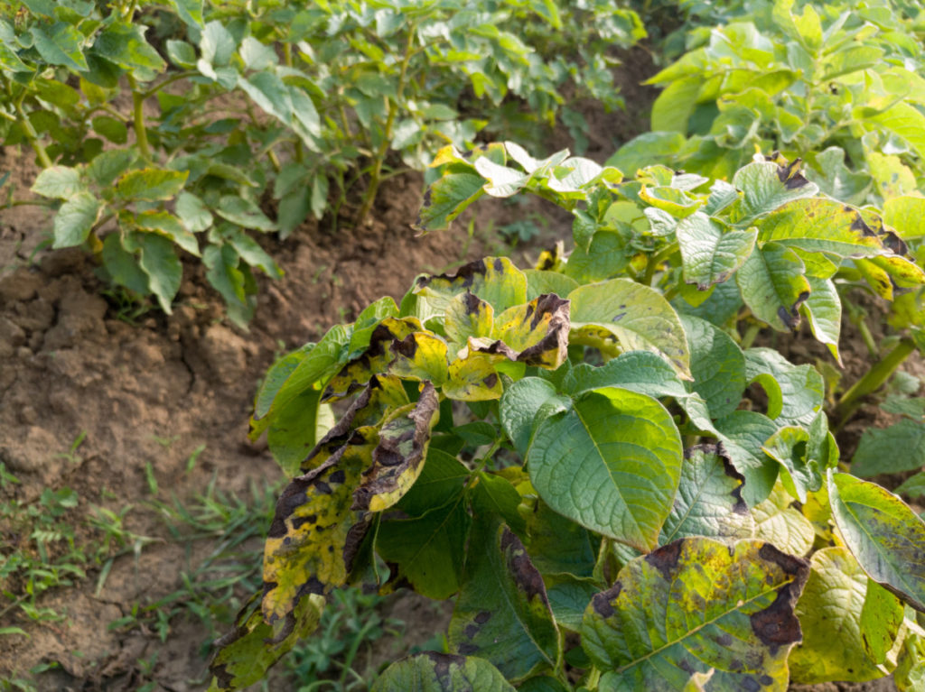 Several rows of bean plants growing in the soil. The plants are infested with blight. The leaves are yellowed and covered with crunchy, brown spots.