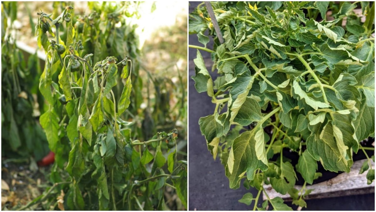 Why Is My Garden Dying? The Top 6 Reasons and How to Fix It