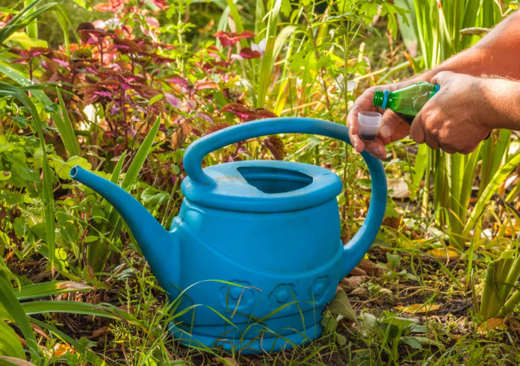 A blue watering can sits among plants on the ground outdoors. Hands are seen on the right pouring fertilizer into a small measuring cup. 