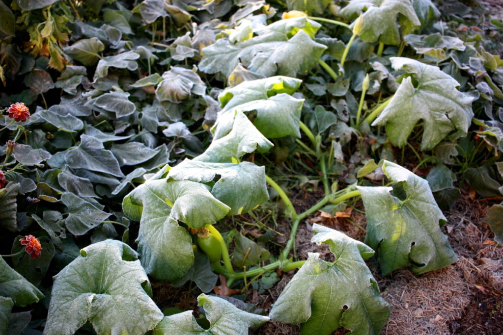 A large and sprawling squash plants shows the wilted leaves of a frost. 