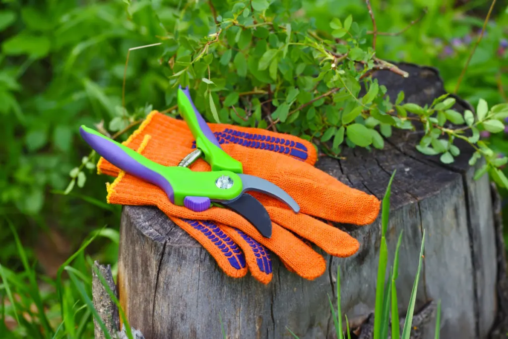 Bright orange gardening gloves and a green pair of pruning snips sit atop an old stump. The stump has several pruned branches from blueberry bushes on it.
