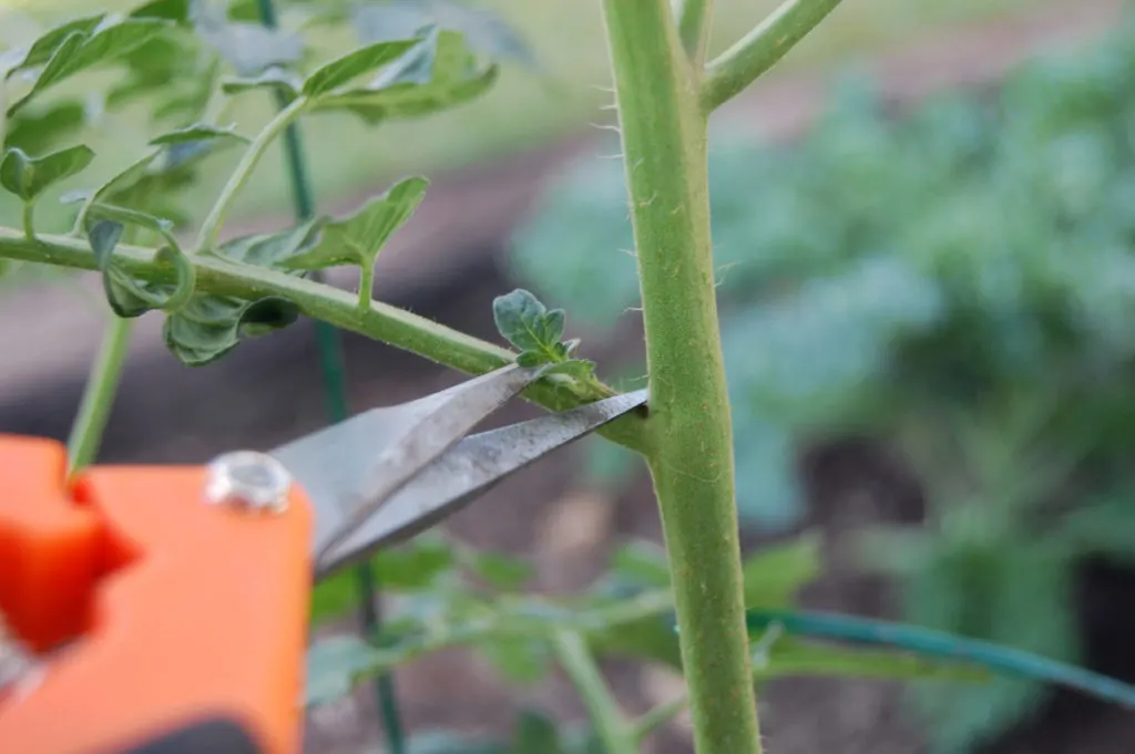 Close-up of a small tomato sucker growing in the crotch of two tomato branches. A pair of scissors is poised, ready to snip the sucker. The background of the photo is out of focus.