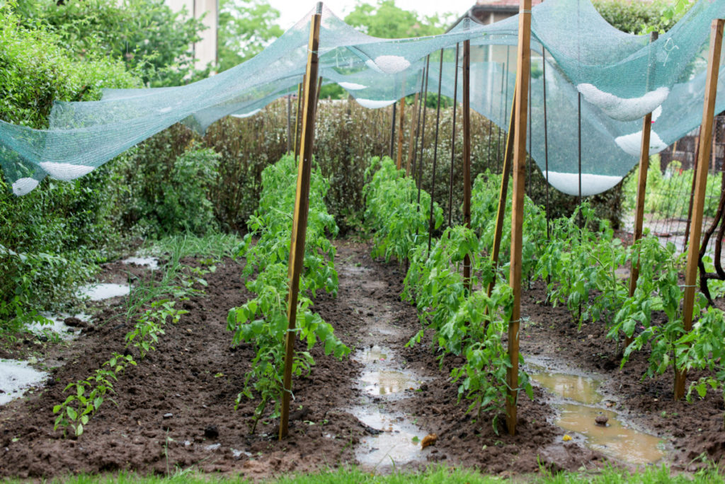 A waterlogged garden has nets filled with hail protecting the soaked plants below.
