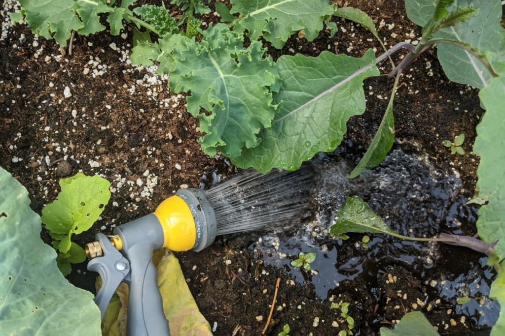 Photo of dirt with a garden hose laying at the base of a kale plant. The hose is set to spray and the watering attachment has been locked so the hose remains on. The water is soaking into the soil.