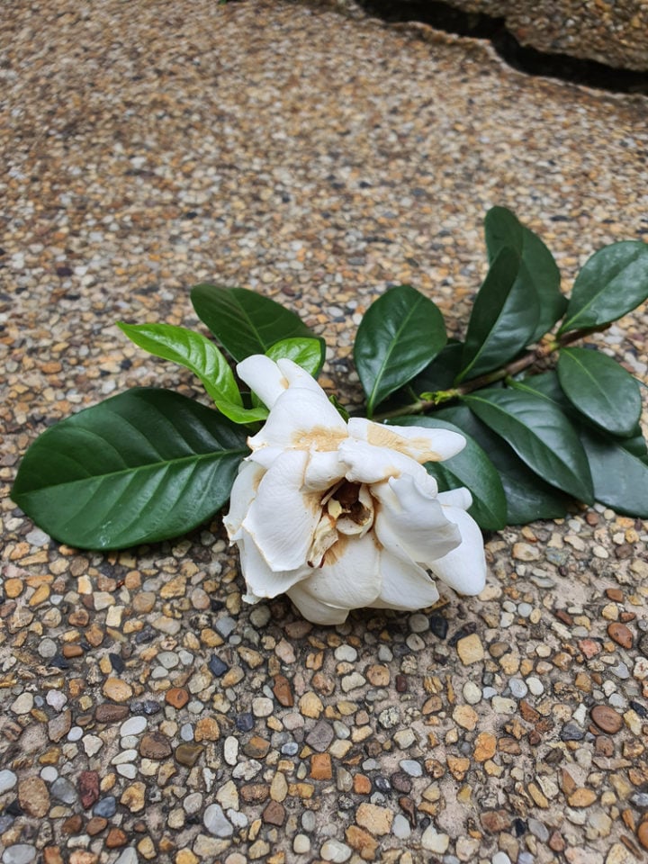 5 Hardest Flowers To Grow Are You Up For The Challenge?