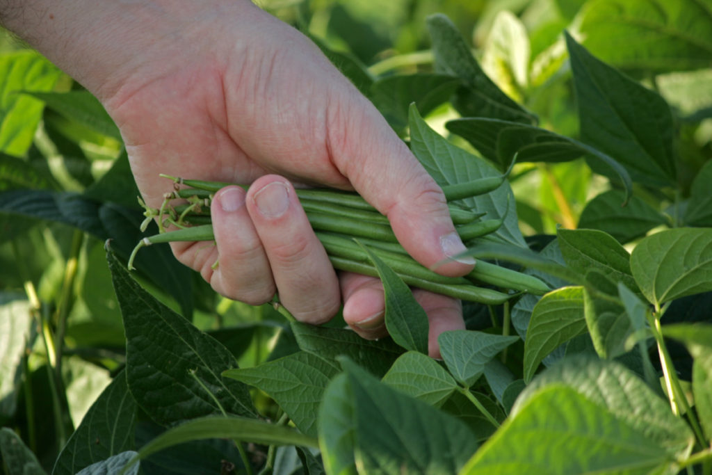 A hand holds green beans freshly picked from the surrounding bean plants.