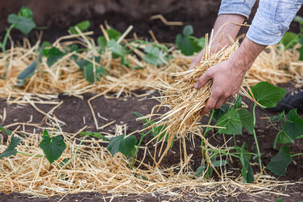 hands shown mulching bean plants with straw.