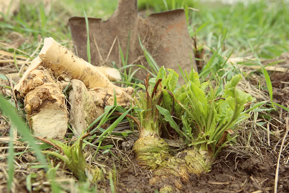 A shovel is shown being used to dig up a horseradish root growing in the ground. There are a few dug up roots laying on the ground next to it. 