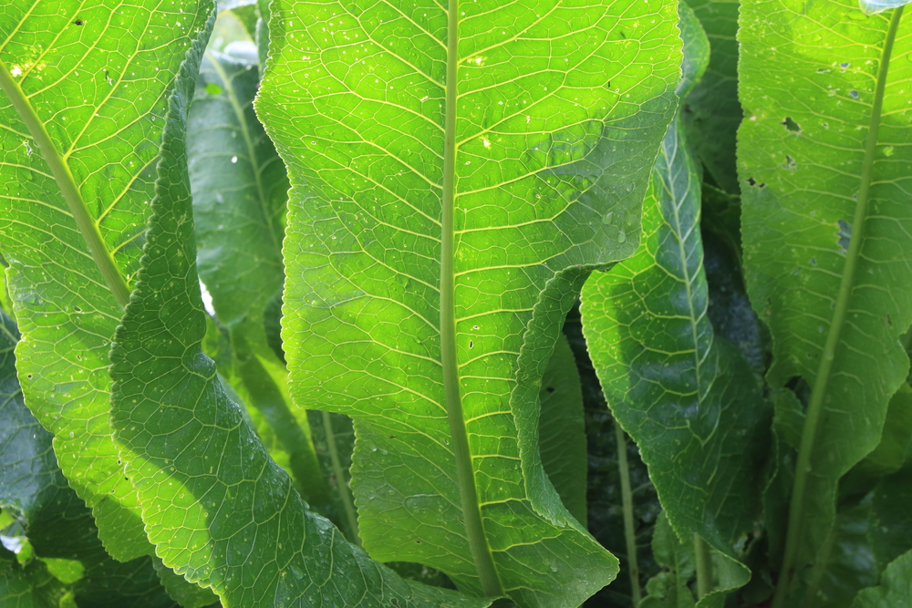 Close up of large, green horseradish root leaves with the sun shining behind them.