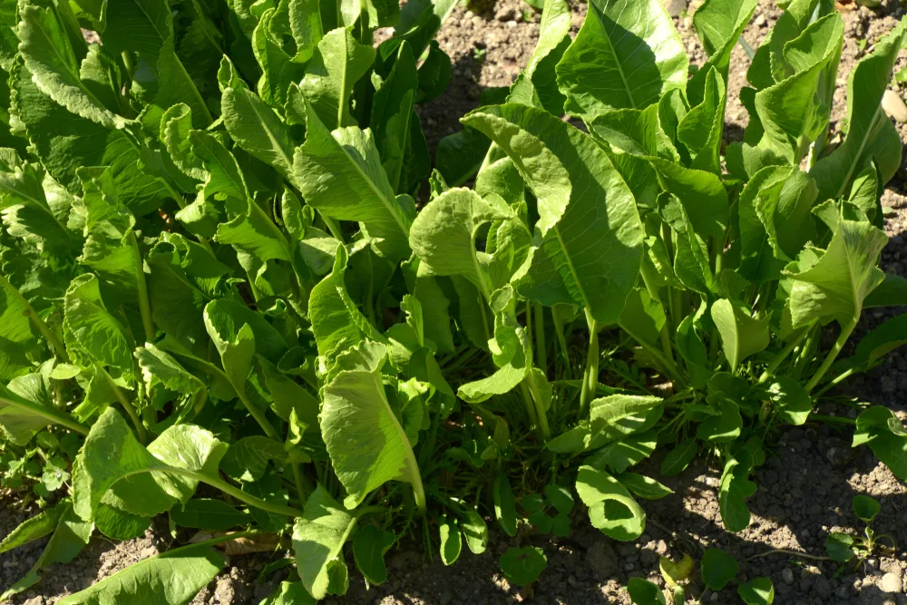 Overhead view of horseradish growing in the ground. The leaves are growing straight up out of the dirt and the sun is shining.