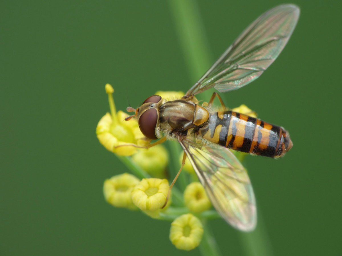 10 Plants To Attract Hover Flies - Natures Super-Pollinators & Aphid Eaters