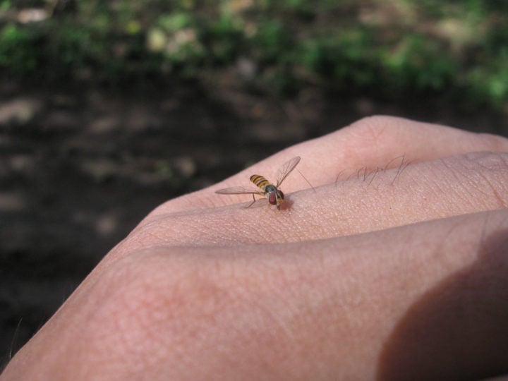 10 Plants To Attract Hover Flies Nature's SuperPollinators & Aphid Eaters