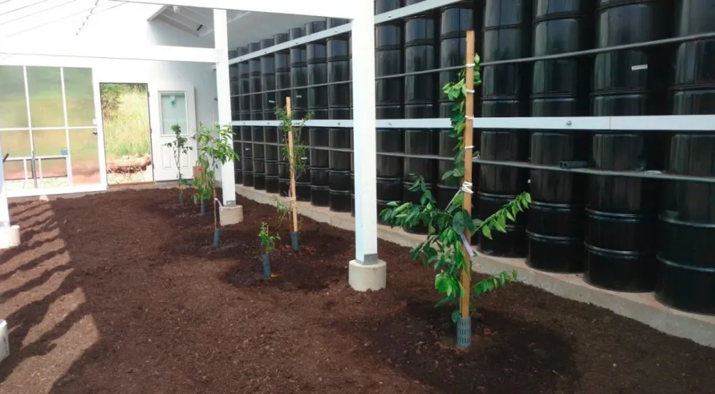 A view of the sunny interior of the sustainable greenhouse, with smooth brown mushroom soil visible, a wall of black 55-gallon drums, and several young green citrus trees that have recently been planted.
