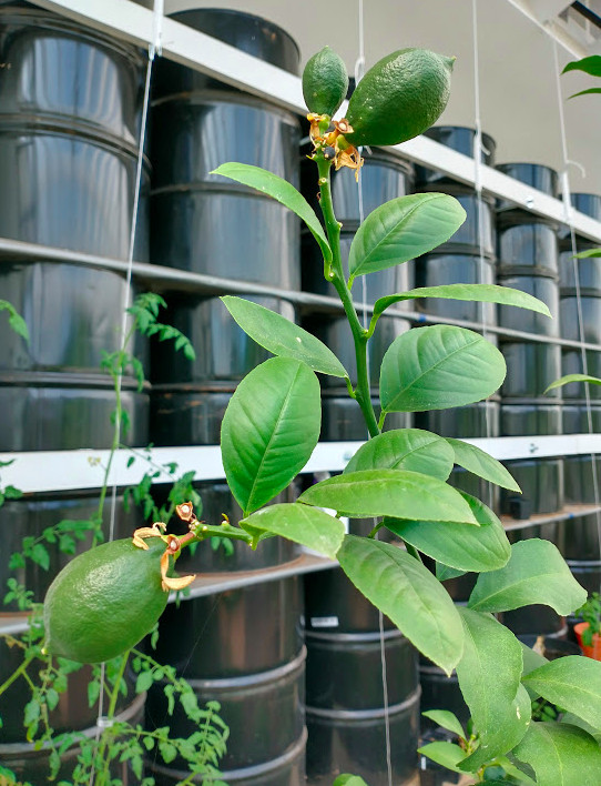 A close-up a some green branches of a healthy Meyer lemon tree with three fully formed green lemons. IN the background the wall of black 55-gallon drums is visible.