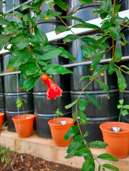 A single brilliant red pomegranate blossom hangs in front of the wall of black 55-gallon drums. Also visible is a row of plastic terra cotta planters with small green propagated fruit trees.
