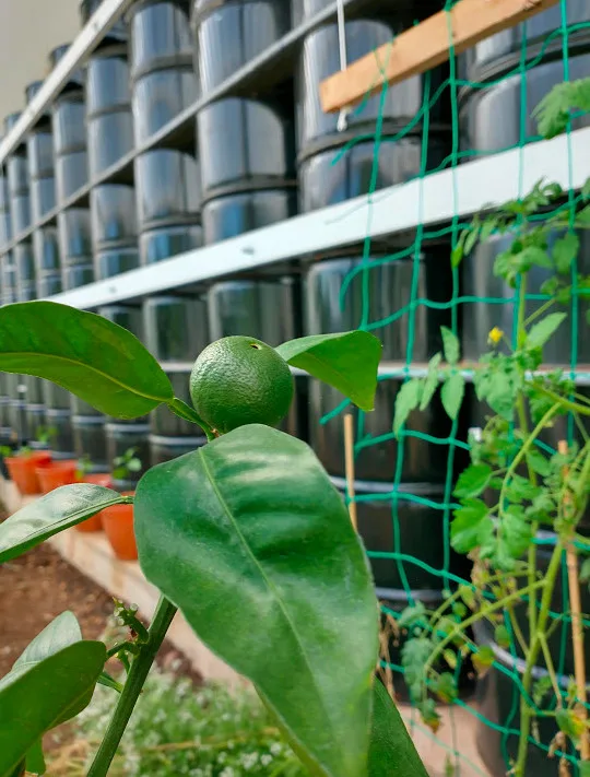 A single bright green Cara Cara orange, nestled among big green leaves, in front of the wall of black 55-gallon drums. There is also green plant netting and a tomato plant visible in the background.