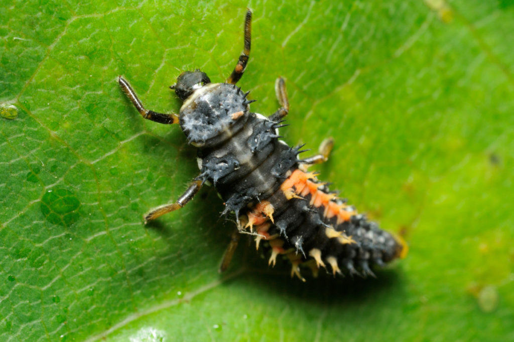 Close up of an orange and black spined ladybug larva on a green lea.