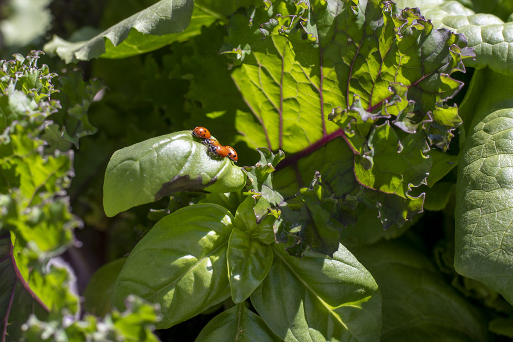 Several ladybugs crawl around on the leaf of a basil plant in the sunshine. There are lettuce and kale leaves in the background. 