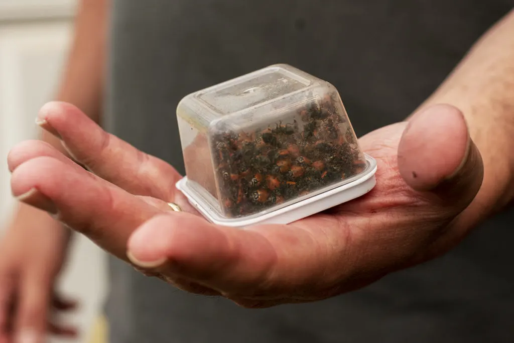 M. Olshan holds a small plastic container in the palm of his hand. Inside the lidded container are about 600 live ladybugs crawling over one another. 