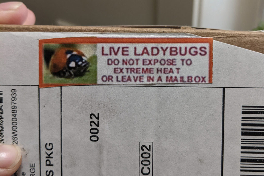 Close up of a mailing label on a cardboard box. The mailing label has a photo of a ladybug on it and it reads, "LIVE LADYBUGS, Do not expose to extreme heat or leave in a mailbox."