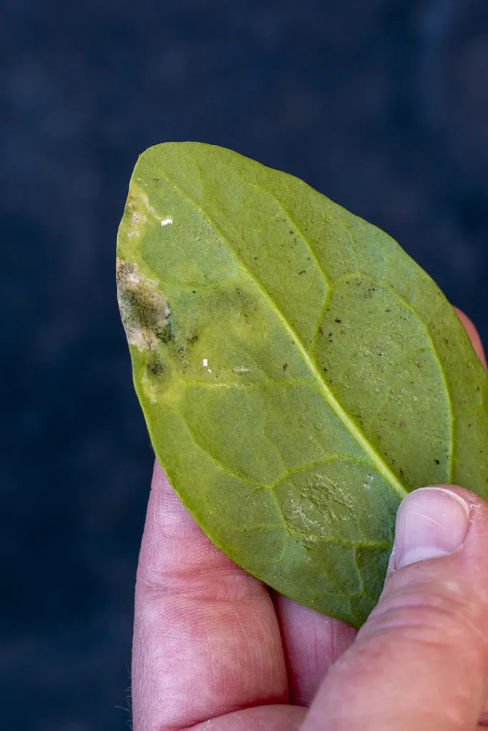 Close up of leaf miner eggs on underside of infested spinach leaf.