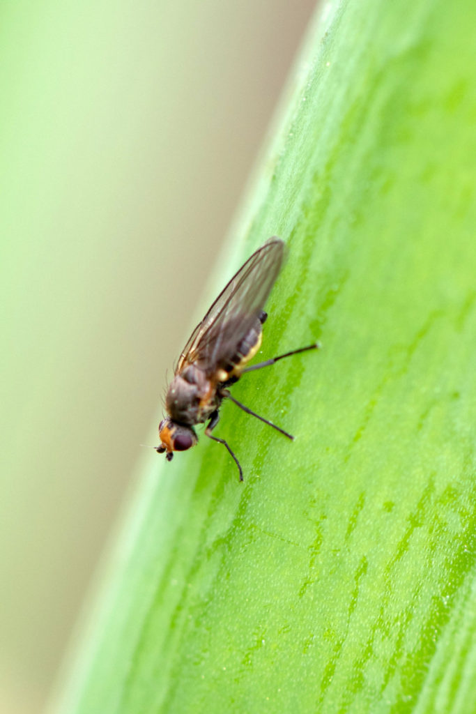 A species of leaf mining fly.
