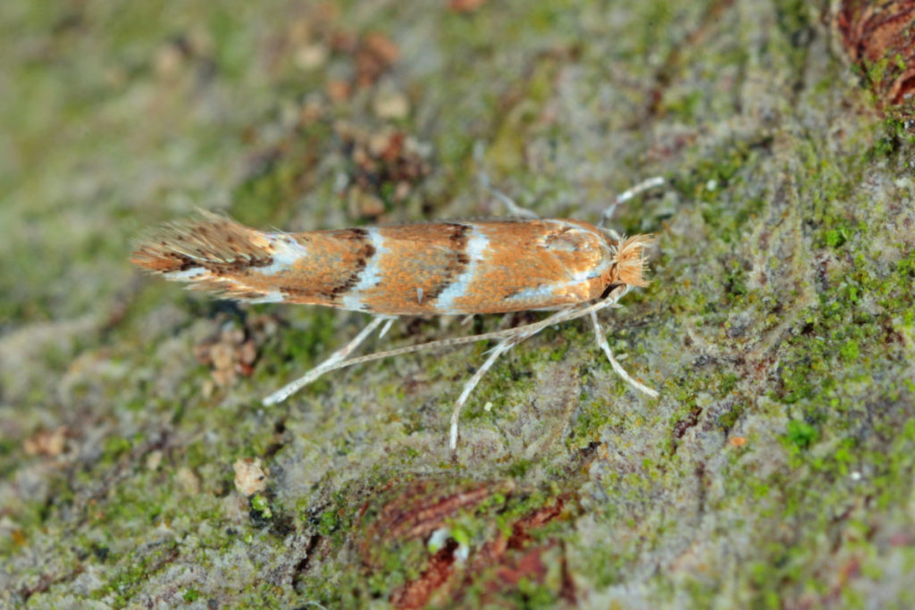 A leaf mining horse chestnut moth.