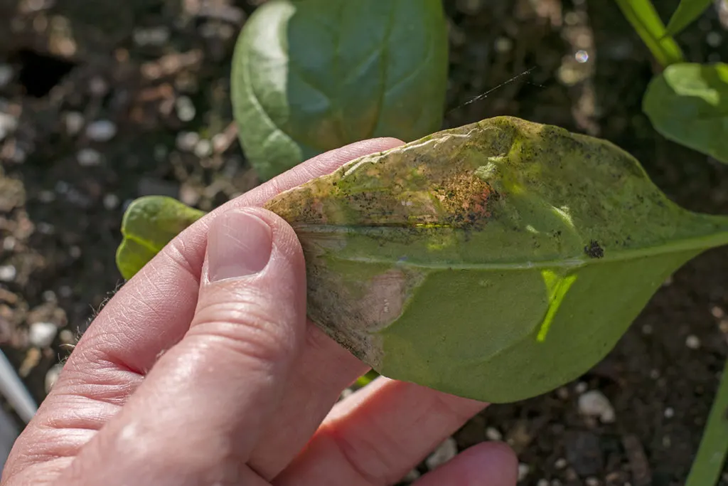 my hand holding a spinach leaf with severe leaf miner damage. The leaf is completely transparent in several spots.