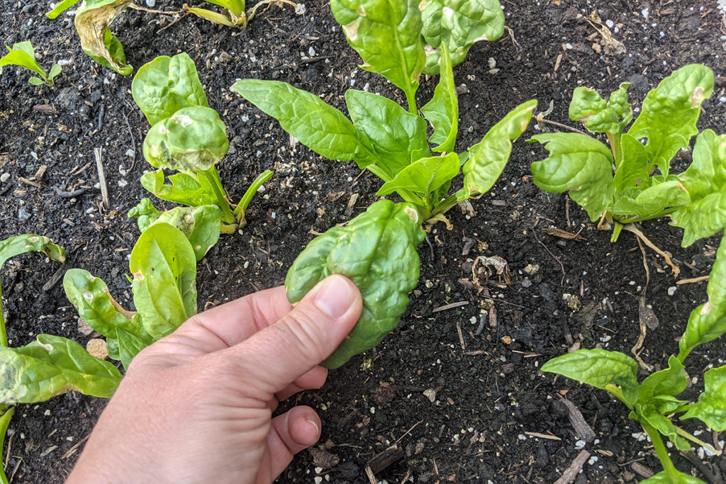 My hand squeezing a leaf of spinach with leaf miner damage.