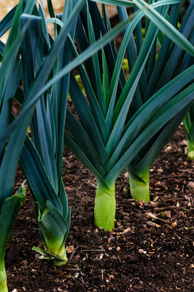 Several leeks growing in a garden row. The leek tops are 