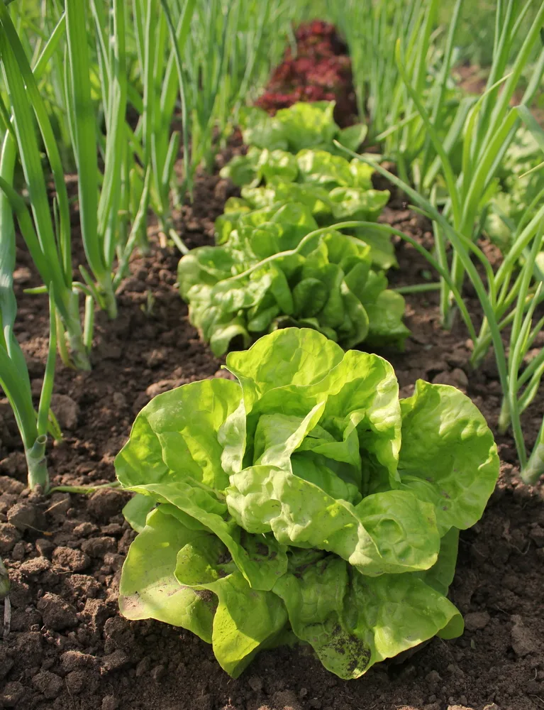 Looking down a row of lettuce heads. Buttercrunch lettuces growing in a garden. On either side of the lettuce is a row of onions. 