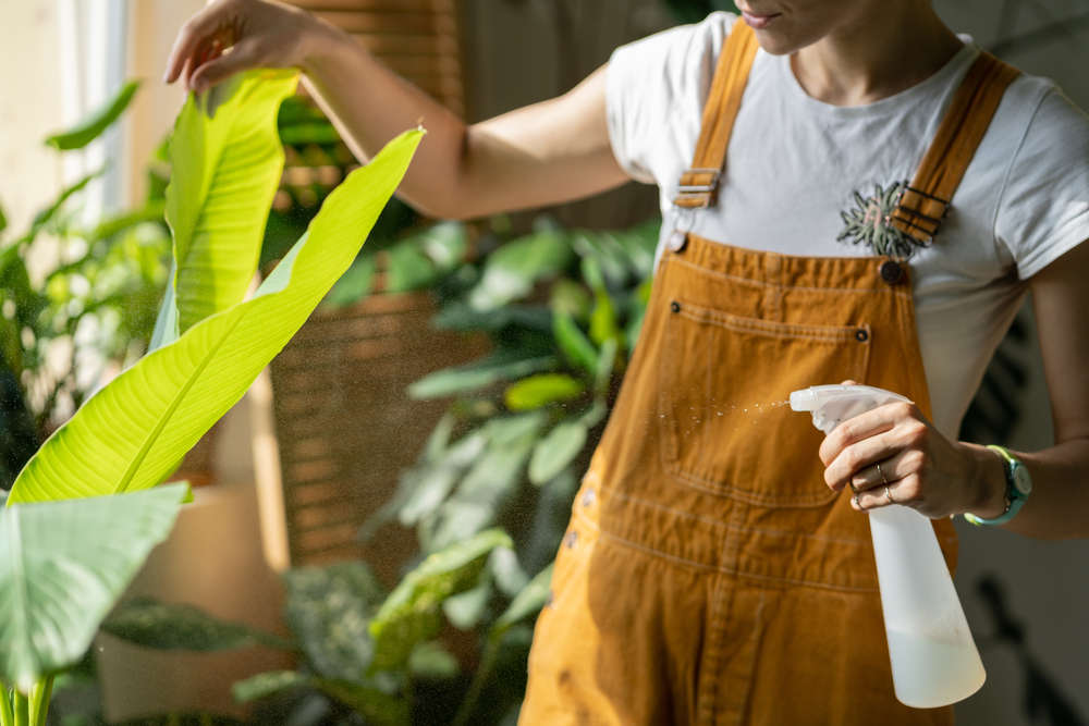 A woman in a tshirt and mustard colored overalls sprays a banana leaf with a plastic spray bottle. 