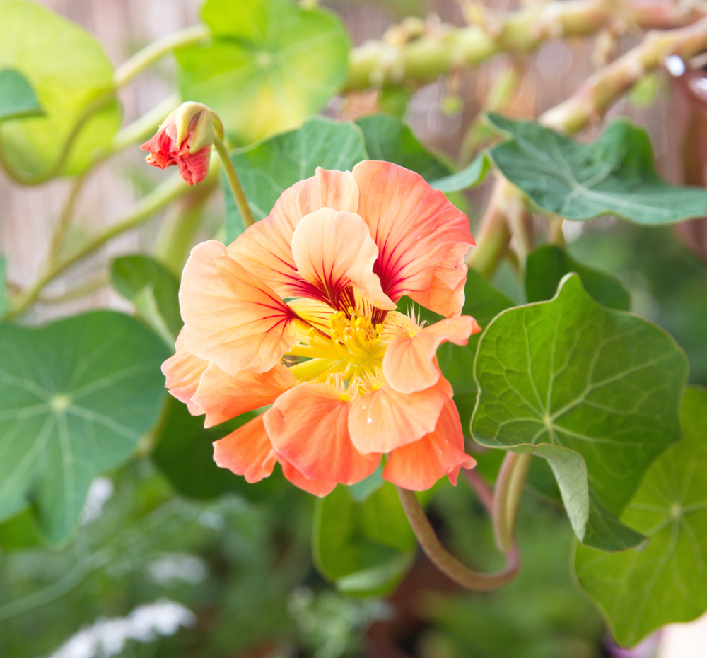 A close up of a soft peach-colored nasturtium flower. The petals have maroon veins toward the inside and a yellow center. The flower is surrounded by silvery green leaves. 