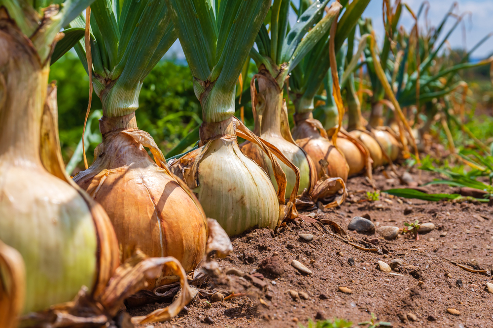 A close up of a row of onions growing in a garden. The onions stretch across the entire photo. There is blue sky in the background. 