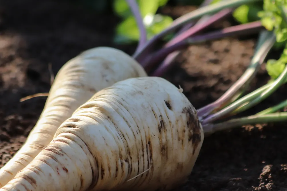 Two parsnips laying in the dirt. There is soil in the crevices of each parsnip. The purple tops are blurred in the background and sunlight dapples the soil.