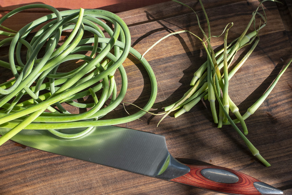 Aerial view of fresh garlic scapes with the flower head trimmed off. They are on a cutting board. A wooden-handled chef's knife sets next to the garlic scapes.