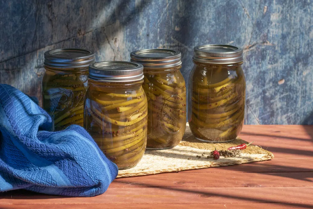 Four pint jars of pickled garlic scapes sit on a rattan trivet in the sunshine. There is a small pile of pickling spices on the edge of the trivet, as well as a couple o dried chilis. The royal blue hand towel is to the left of the jars.
