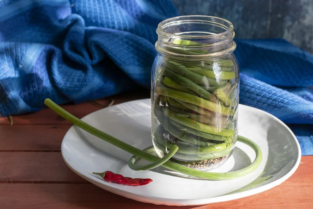 A pint mason jar packed with fresh garlic scapes, pickling spices in the bottom. The jar is resting on a white plate. There is a dried chili and a single fresh scape arranged decoratively on the plate. The royal blue hand towel rests in the background.