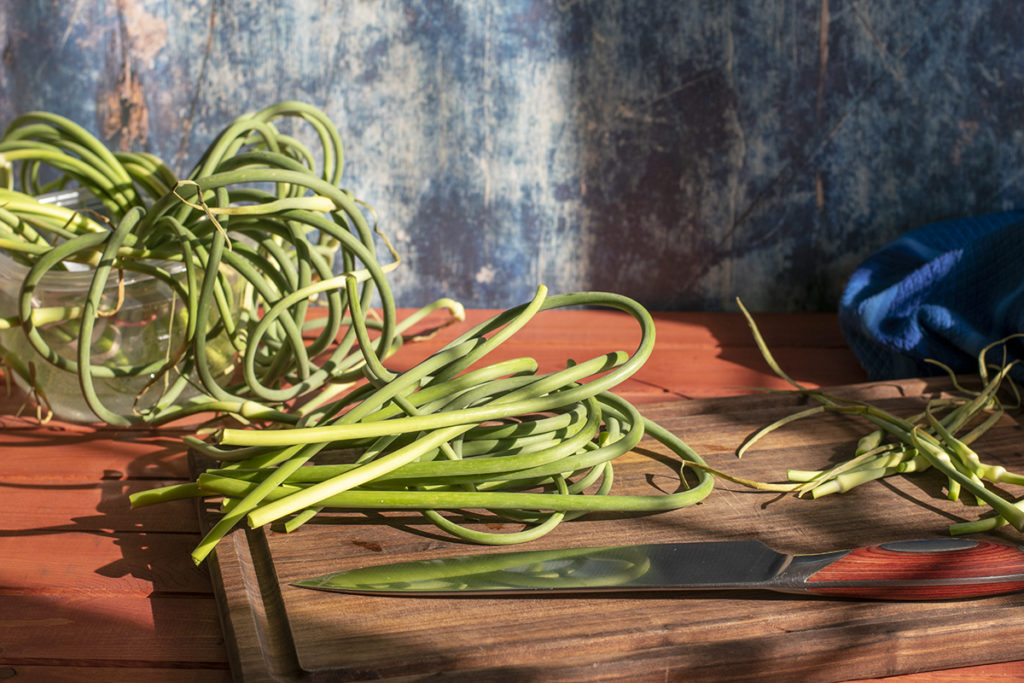 Fresh garlic scapes laid out on a cutting board. The flowering heads have been sliced off with a chef's knife, also lying on the cutting board. There are more scapes in bunches in a plastic tub with water in it in the background. 