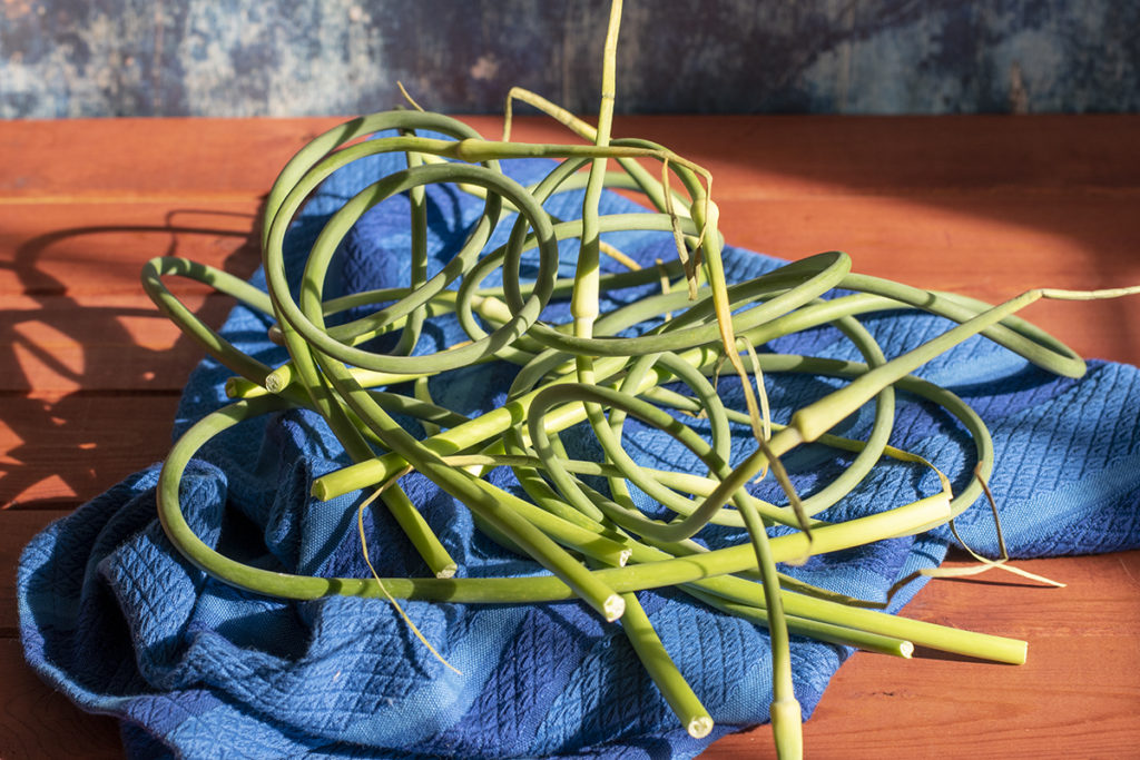 Bright green garlic scapes piled on a royal blue hand towel in the late afternoon sunshine. They are sitting on a wooden table top with a blue distressed background.