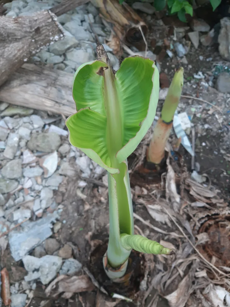 A newly planted banana tree, with tightly furled leaves. There are rocks and dried banana leaves on the ground. 
